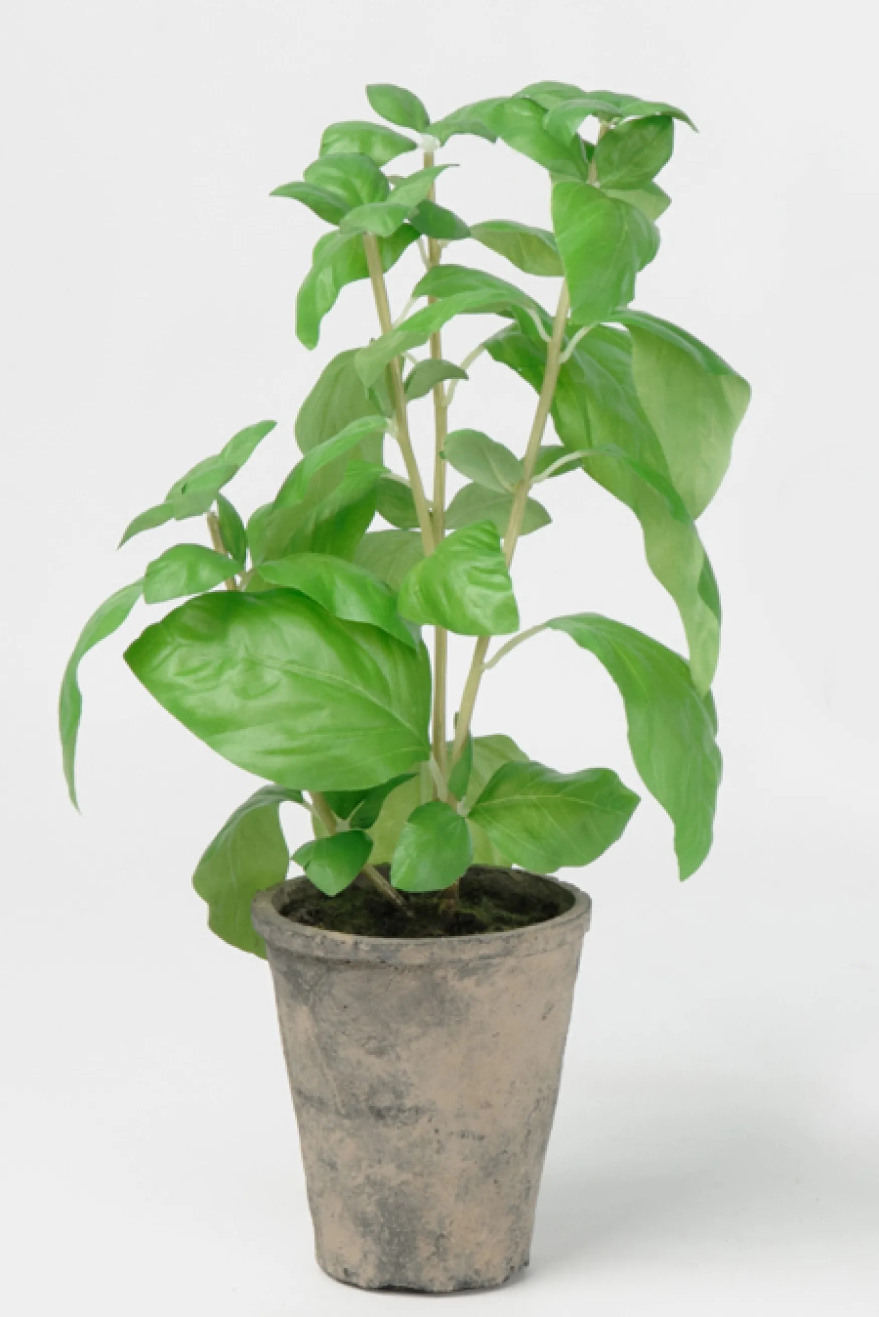 Online Mr Plant Basilika ruukussa
