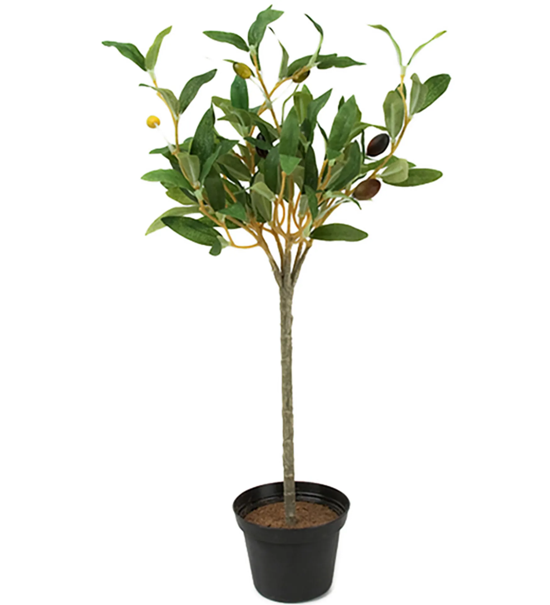 Best Mr Plant oliivipuu